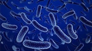 cuarta pandemia de colera