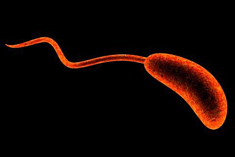 quinta pandemia de colera