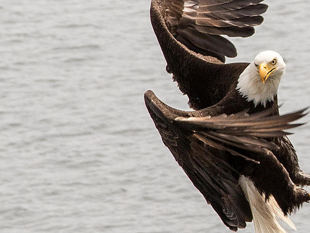 Emdangered Species Act