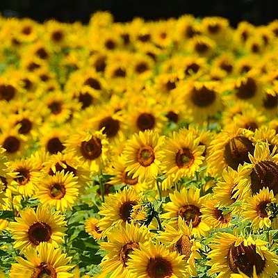 Timeline: Ηλίανθος - Από τον σπόρο στο φυτό   by Amvrosiadi Maria