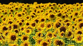 Timeline: Ηλίανθος - Από τον σπόρο στο φυτό   by Amvrosiadi Maria