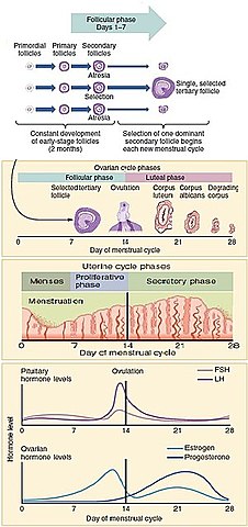 Day 1 of Gestational