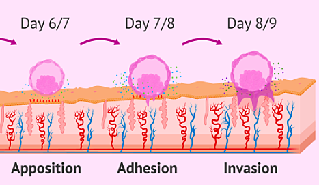 Days 7 to 12- Implantation