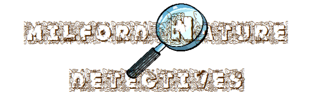 Nature Detectives Wiki launched