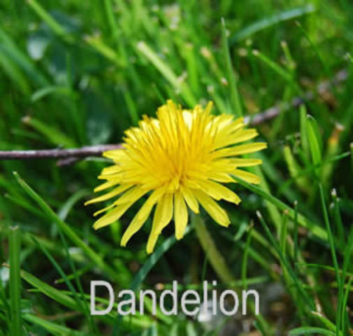 first dandelion