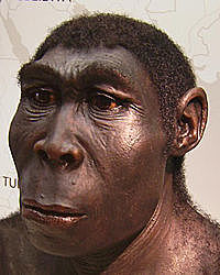 homo erectus