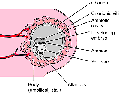Days 13 to 15- Extraembryonic Mesoderm and Primitive Streak