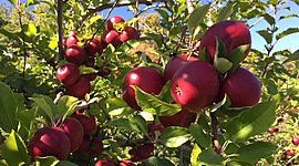 Timeline: ELABORACIÓN DE LA SIDRA