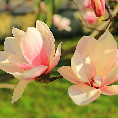 Timeline: Основные этапы развития растительного мира