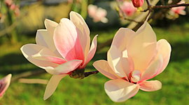 Timeline: Основные этапы развития растительного мира