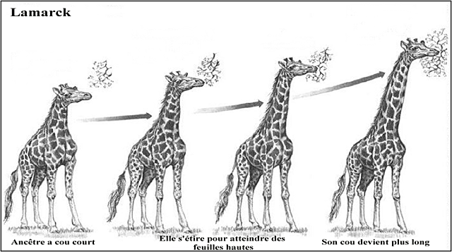 Idée du transformisme