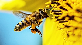 Timeline: o κύκλος ζωής της εργάτριας μέλισσας