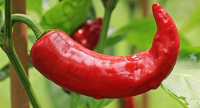 Il peperoncino è un ottimo anti-Covid