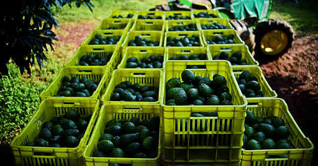 RISARALDA RECONOCIDA POR LA EXPORTACIÓN DE AGUACATE