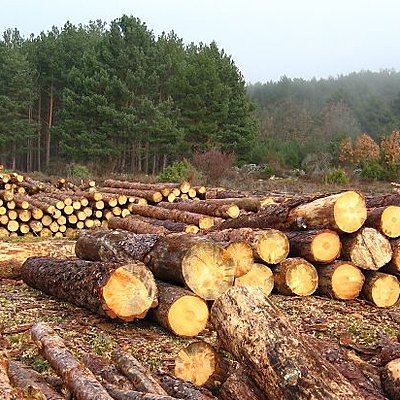 Timeline: Deforestation of the world and Mexico and change in animal life, weather, population.