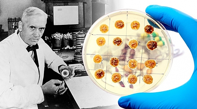 Alexander Fleming descubre la penicilina