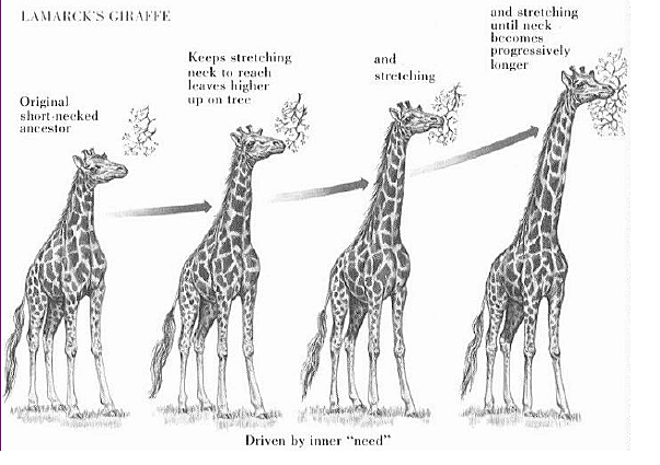 Théorie du transformisme