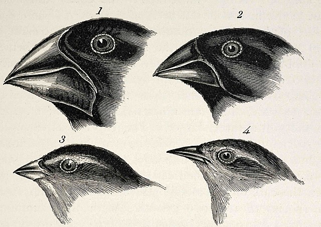 Évolution des espèces