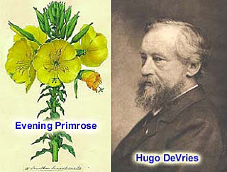 Évolution de la connaissance des espèces (mutations et génétique)