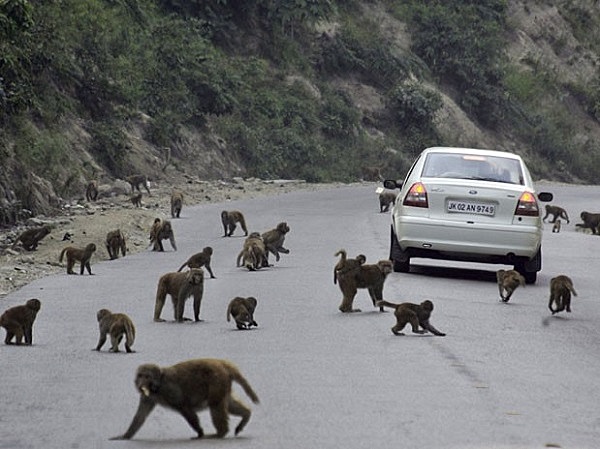 The changes in animal live