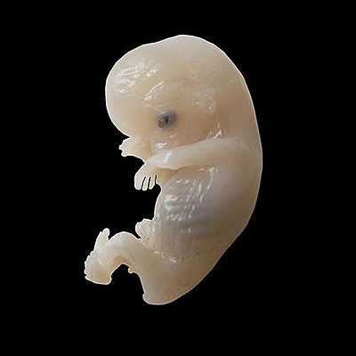 Timeline: Embryo