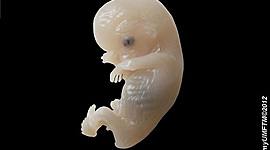 Timeline: Embryo