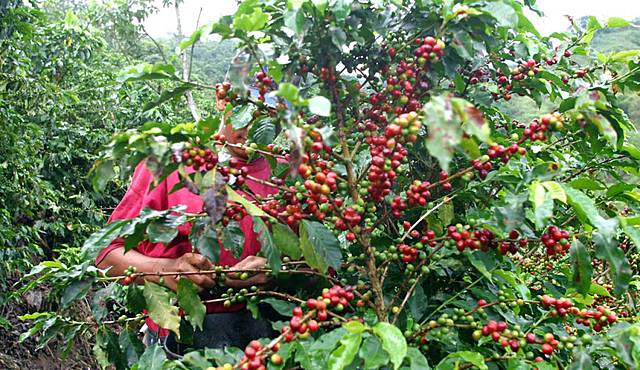 Crisis cafetera genera disminución en las exportaciones de Risaralda