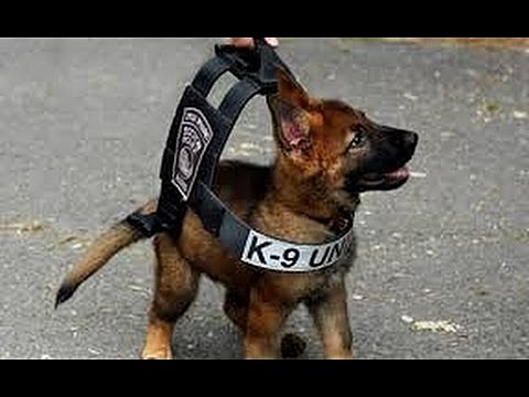 K 9