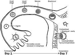 Day 1 of Fertilization