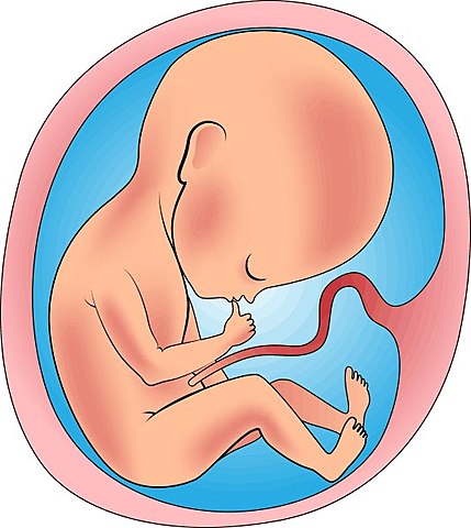 Etapa pre-natal