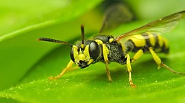 Timeline: LOS REINOS DE LA NATURALEZA