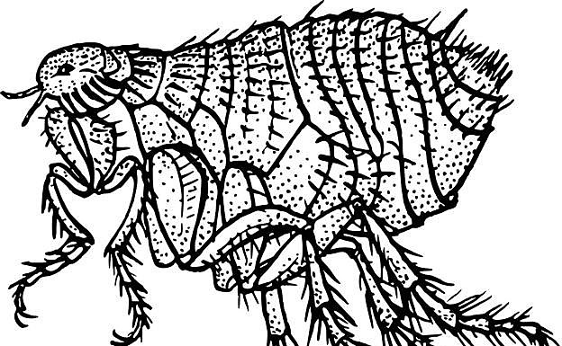 Nueva peste negra (1885-1920)