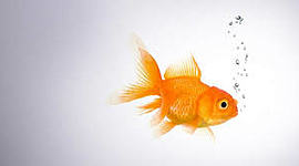 Timeline: Asian Studies Timeline of 1966 Effects Activity