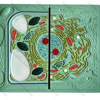 Timeline: Історія вивчення клітини