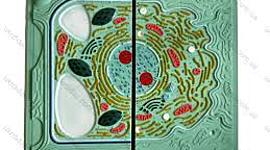 Timeline: Історія вивчення клітини