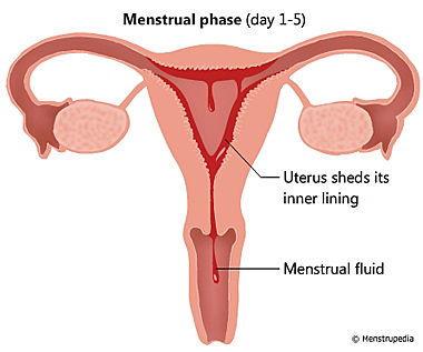 Day 1: Menstrual Phase