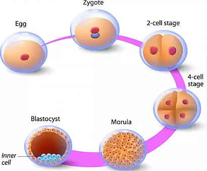 Day 2: Morula Development
