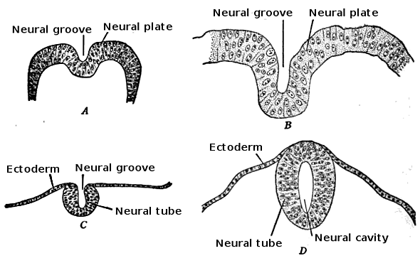 Day 22  (beginning of organogenesis)