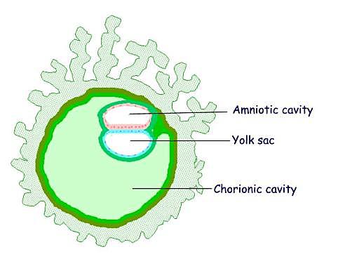 Day 13: Stage 6- Chorionic Cavity