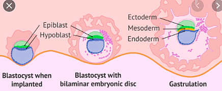 Day 16: Gastrulation