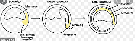 Day 24: Beginning of Organogenesis