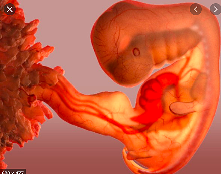 Day 32: Embryo Changing