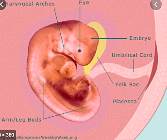 Day 40: Embryo Changes more