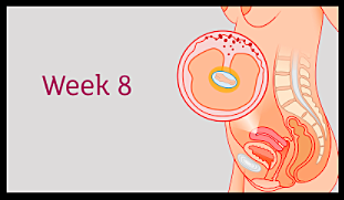 Day 56: Embyronic Events