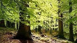 Timeline: The forest 4