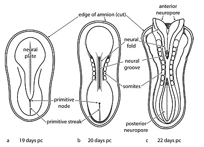 Days 17 to 19- Primitive Pit and Notochordal Canal