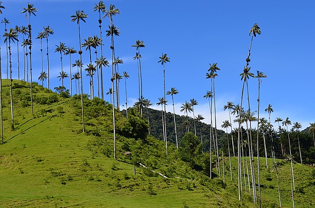 PASEO AL VALLE DEL COCORA
