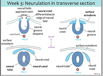 Days 19 to 21- Somitogenesis