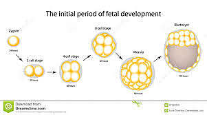 Blastocyst Development: Day 3-5
