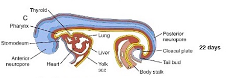 Days 22 and 23- Heart Begins to Beat